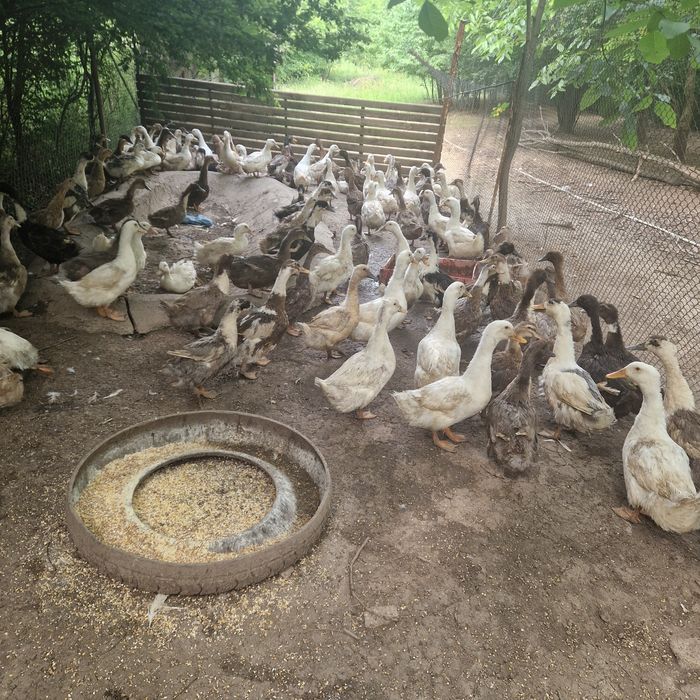 Rate românești și gâște lesesti.