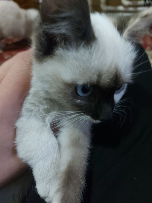 Сиямская кошка )