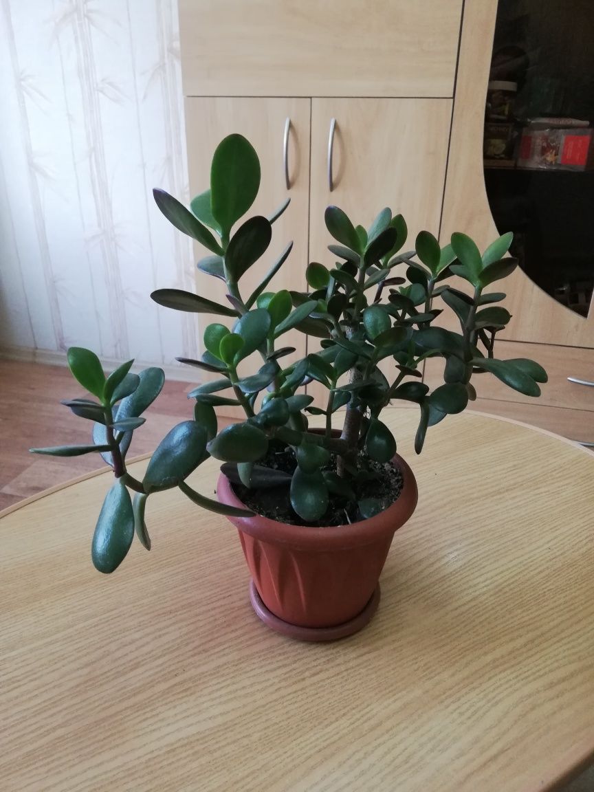 Толстянка Crassula ovate молодое деревце