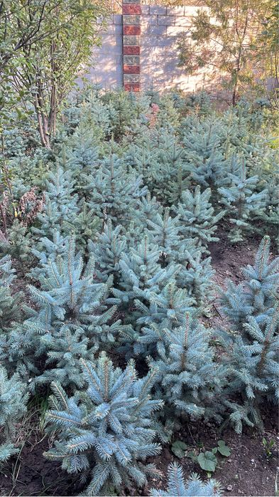 Ель голубая 500штук