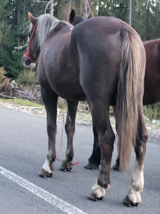 Pereche caii castrati