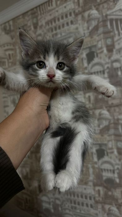 Котята в любящие руки