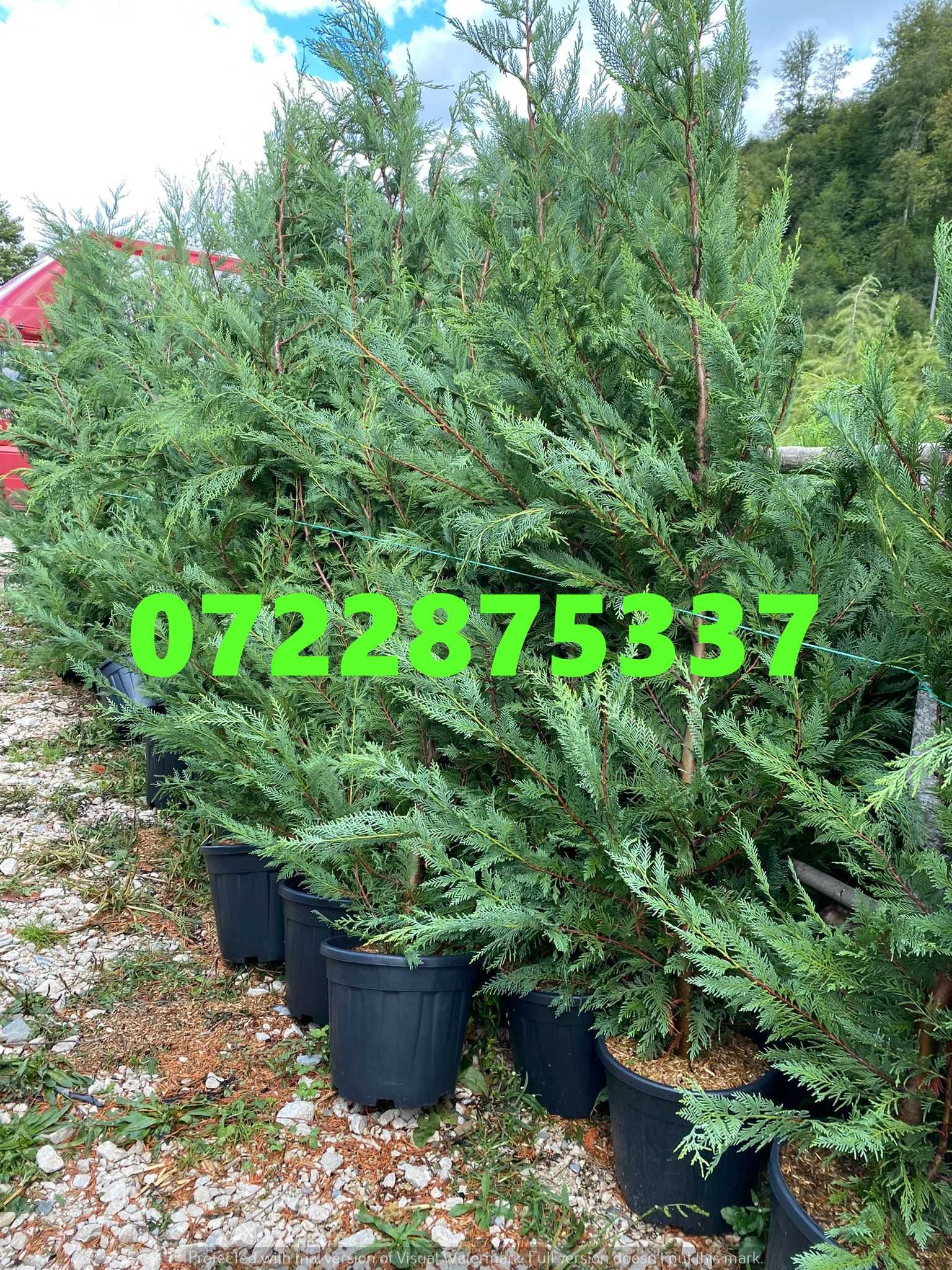 Chiparos Leylandii – un gard viu estetic și eficient