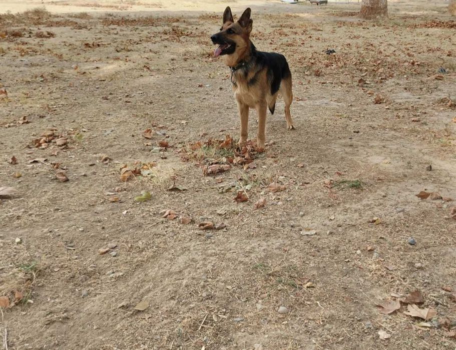 Ниметски овчарка