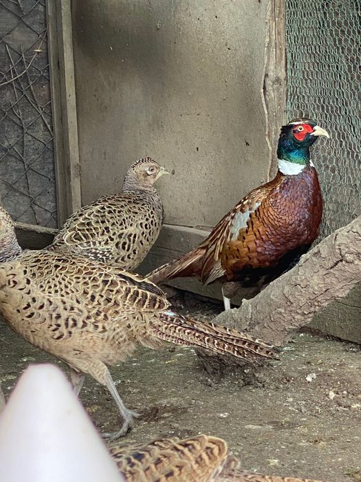 Монголски фазани ( пръстенчат фазан ) Ловен фазан