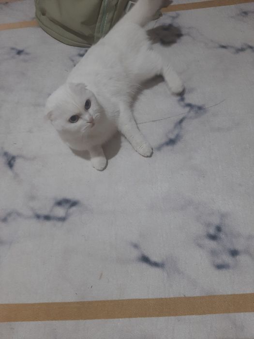 Ищем кота для кошки