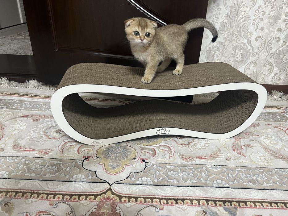Когтеточка kindercat