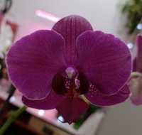 Продам коллекционную орхидею Монтре. Азиатская.