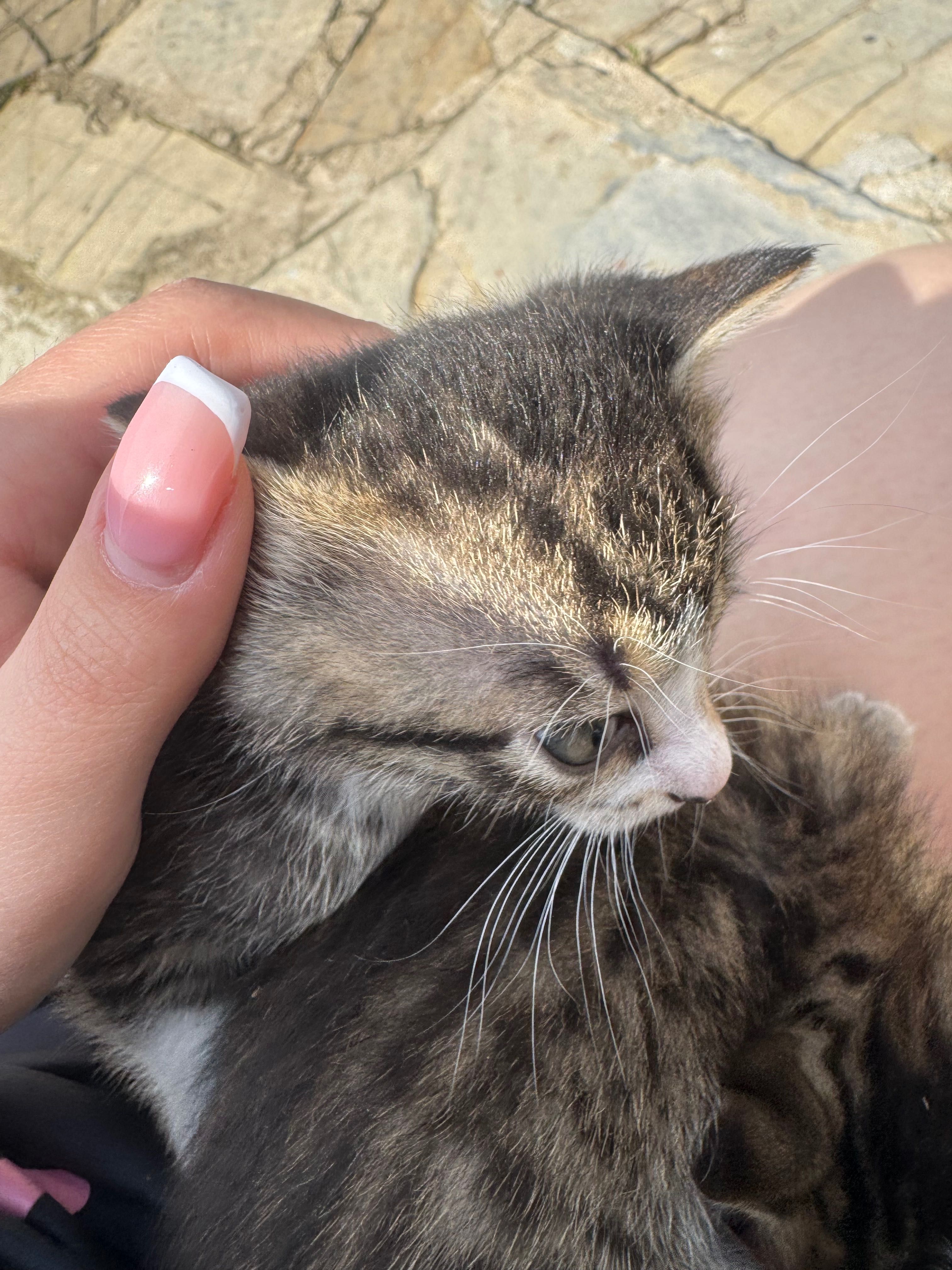 Котенца на два месеца.