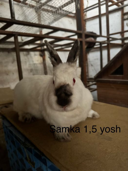 Quyon Kalifornya 8 dona ikta sames 6 ta samka