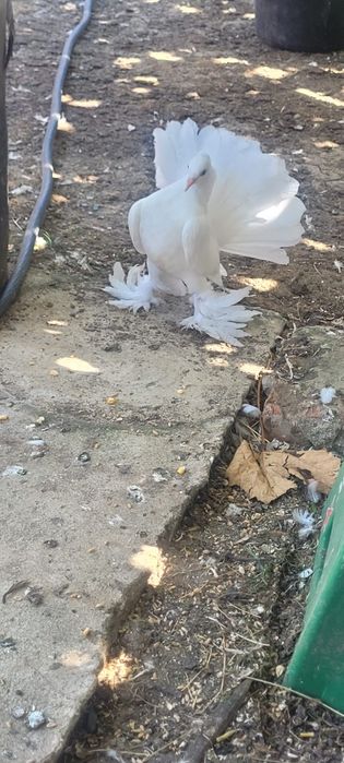 Porumbei rotați King texani