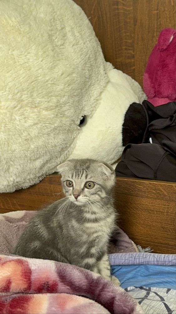 Кот пародистый веслоухий