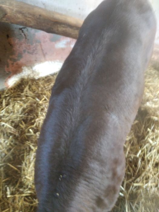 Vând vițea de 2 luni Angus.