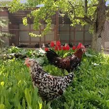 италиянкие несушка легорн парцеляновый