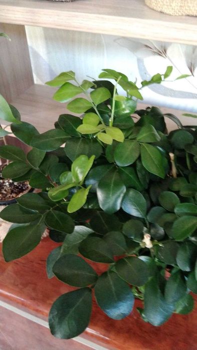 Мурайя метельчатая