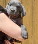 Femela cane corso