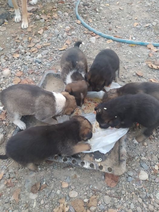 Щенки ищут добрые руки