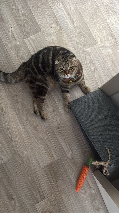 Отдам кошку в добрые руки