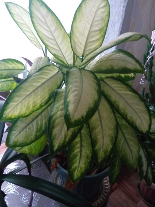 Комнатные растения