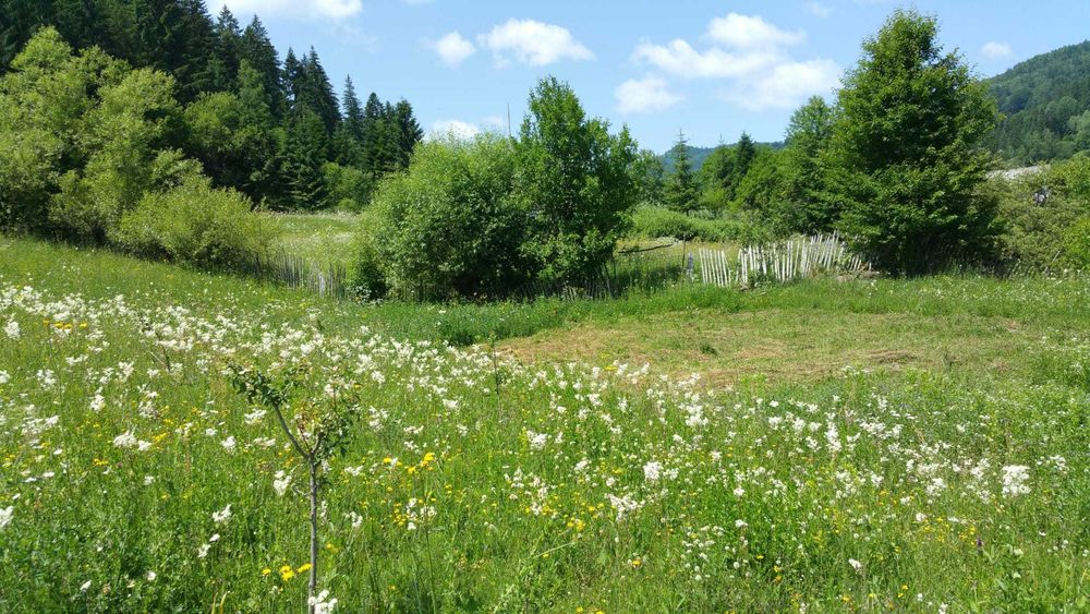 Teren intravilan Lacul Bicaz-Izvorul Alb