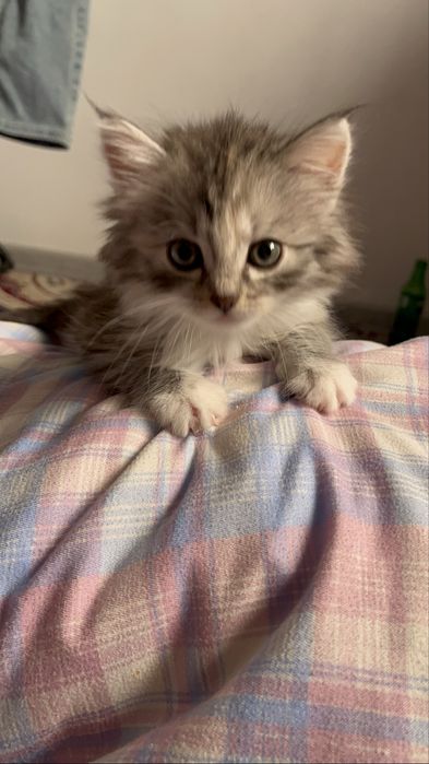 Котенок сибирская, в хорошие руки