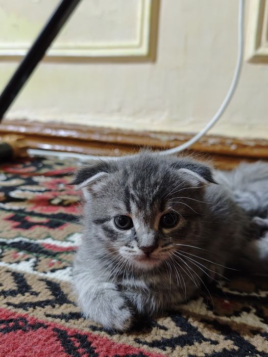 Котята котёнок породистые