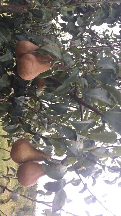 Vand pere ptr tuica/palinca