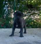 Mascul cane corso