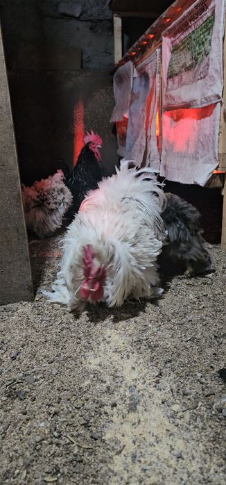 Срочно! Карликовые кохинхины!