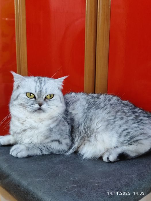 Передаётся чистокровная шиншилла