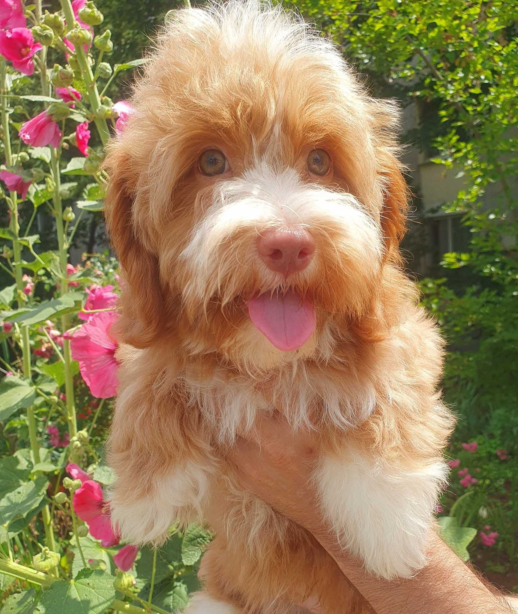 Bichon havanese cu pedigree canisa autorizata FCI si ACHR