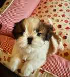 Shih tzu 550 lei