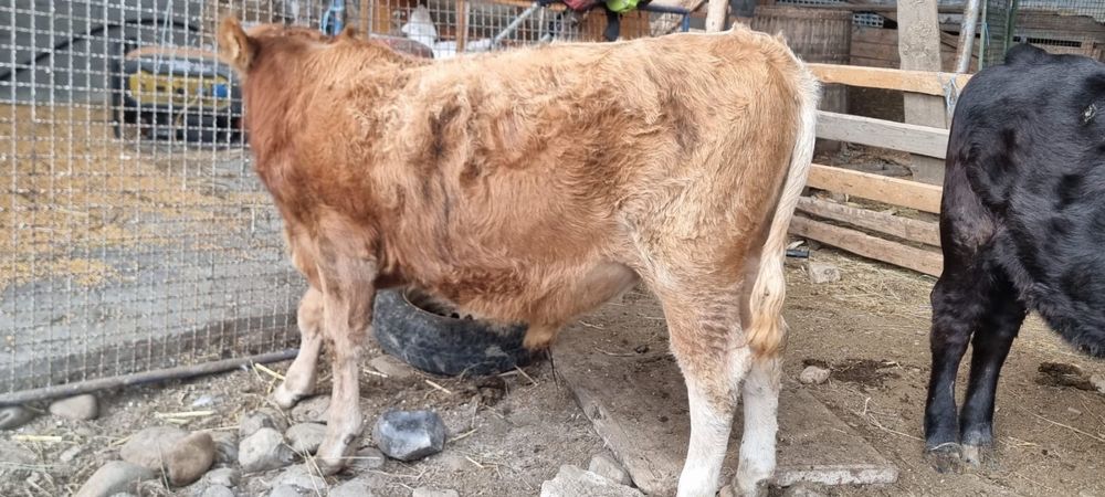 Vand Vitei crescut sau taiat