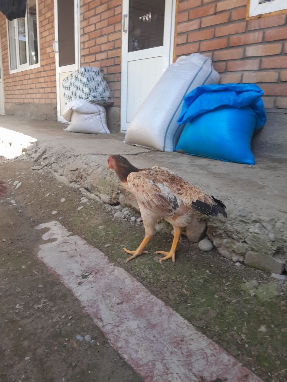 Privaznoy Toza to'vuq