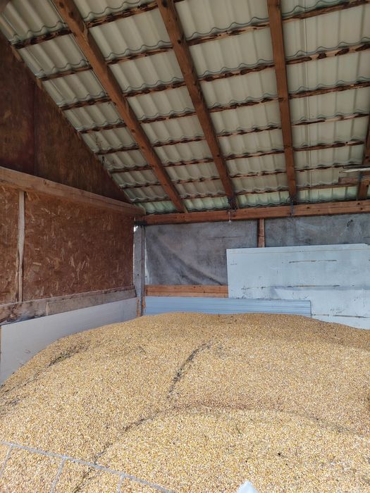 Vând porumb recoltă 2025