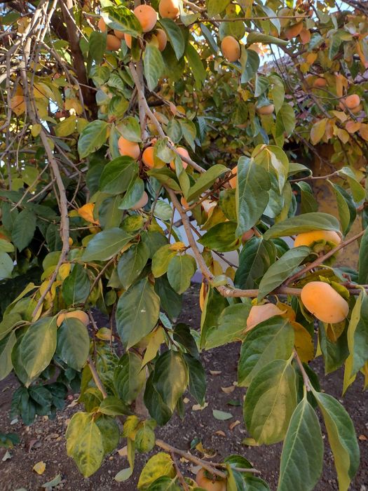 Райска ябълка ..