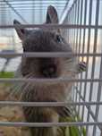 Vand veverita degu+ cusca+ nisip+ talaj