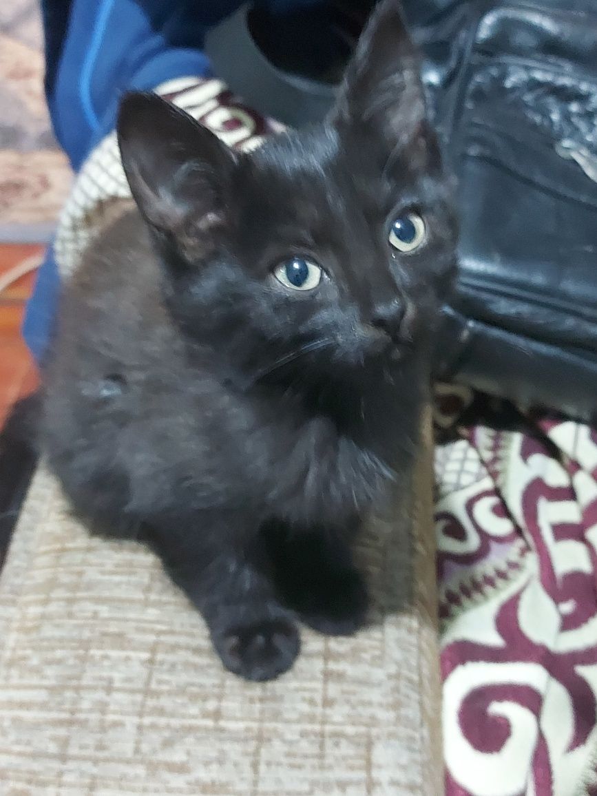 Котята. Отдам бесплатно