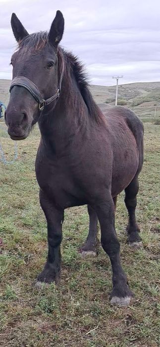 Vând manza de un an și 10 luni