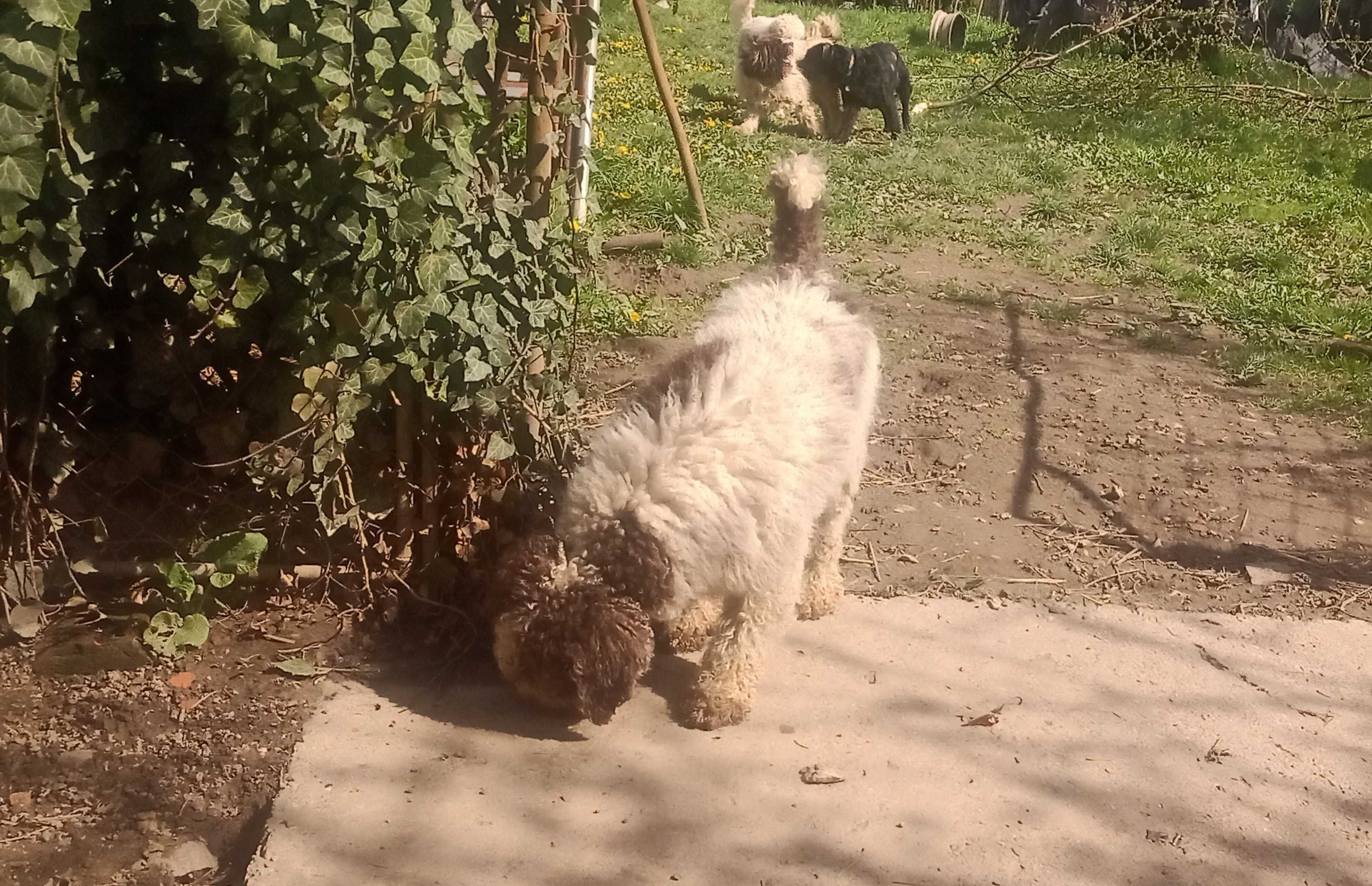Dresaj canin de trufe