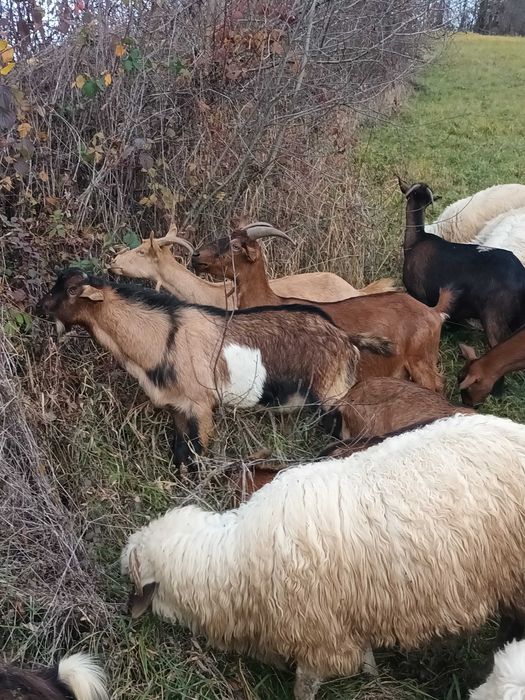 Vand capre bune de rasa și un tap de anul acesta!