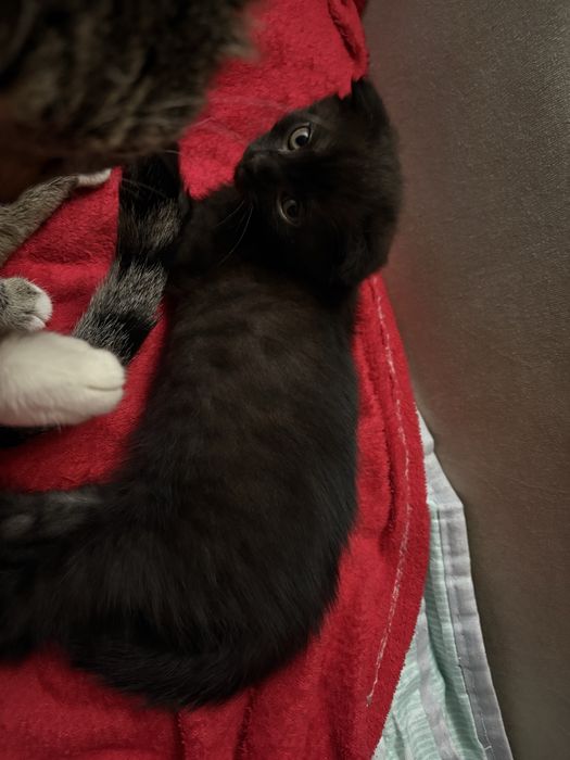 Котенок Вислоухий Девочка. Астана