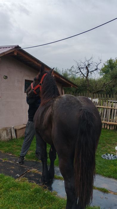 Vând mânza neagra metis frizian un an și 2 luni