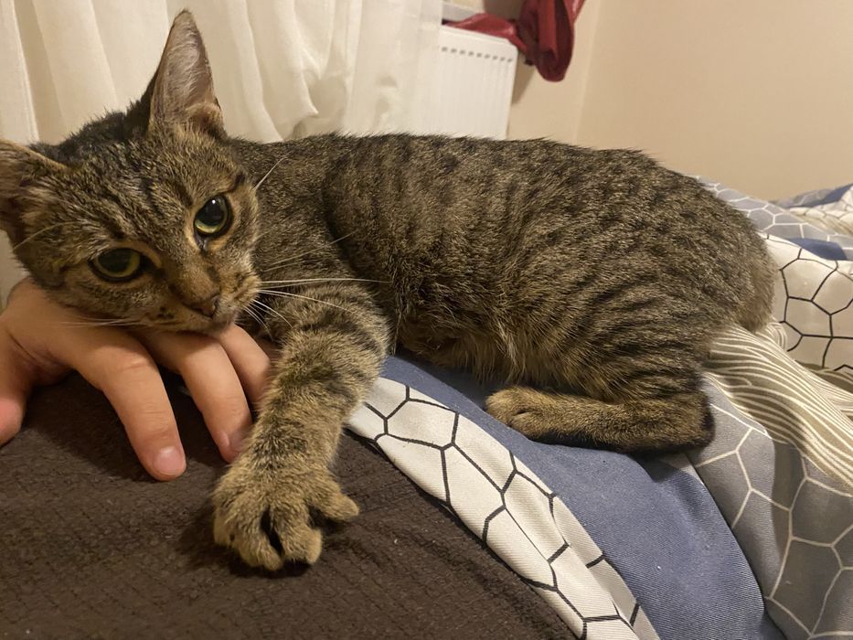 Pisica spre adoptie GRATUIT