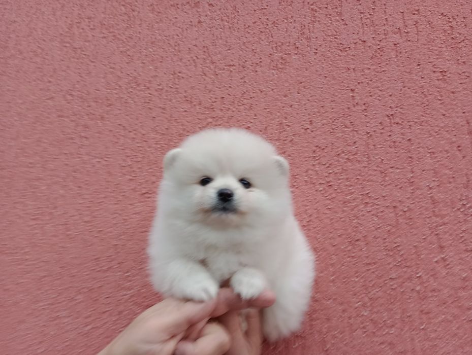 Померани . Момичета