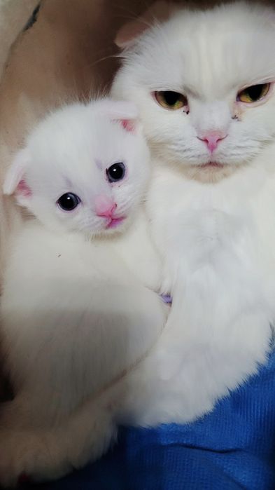 Котята шотландские вислоухие