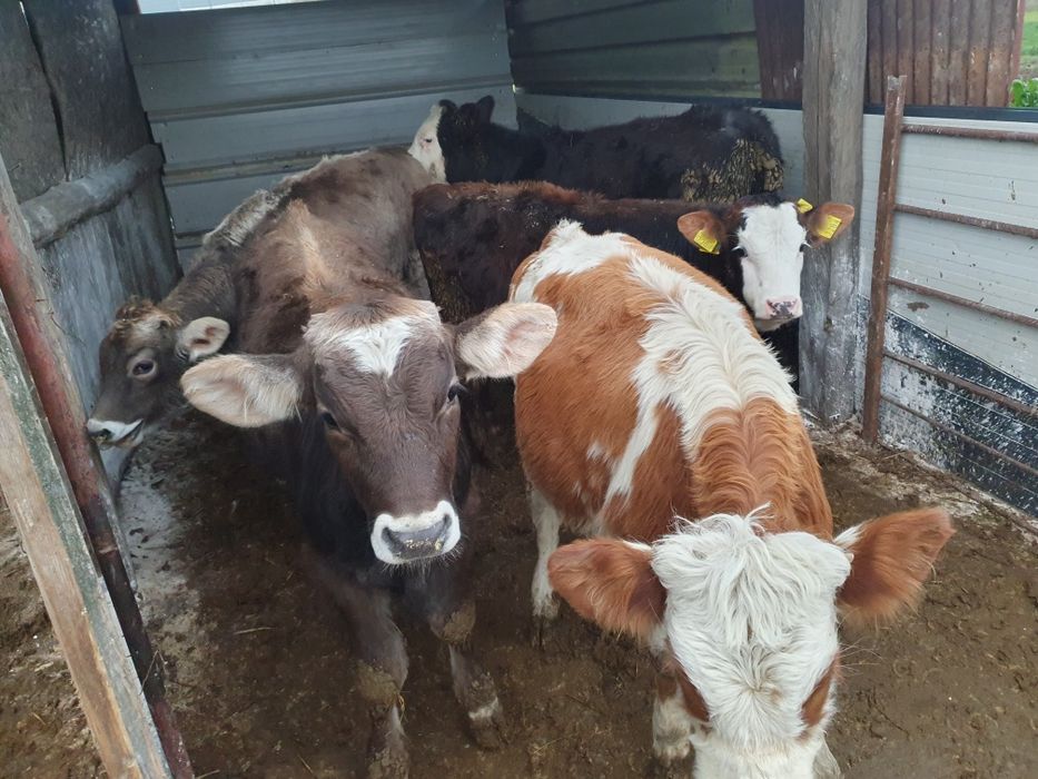 Vabd 4 vitele si 1 tauras