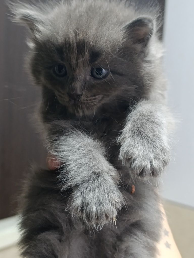 Котята мальчики серые