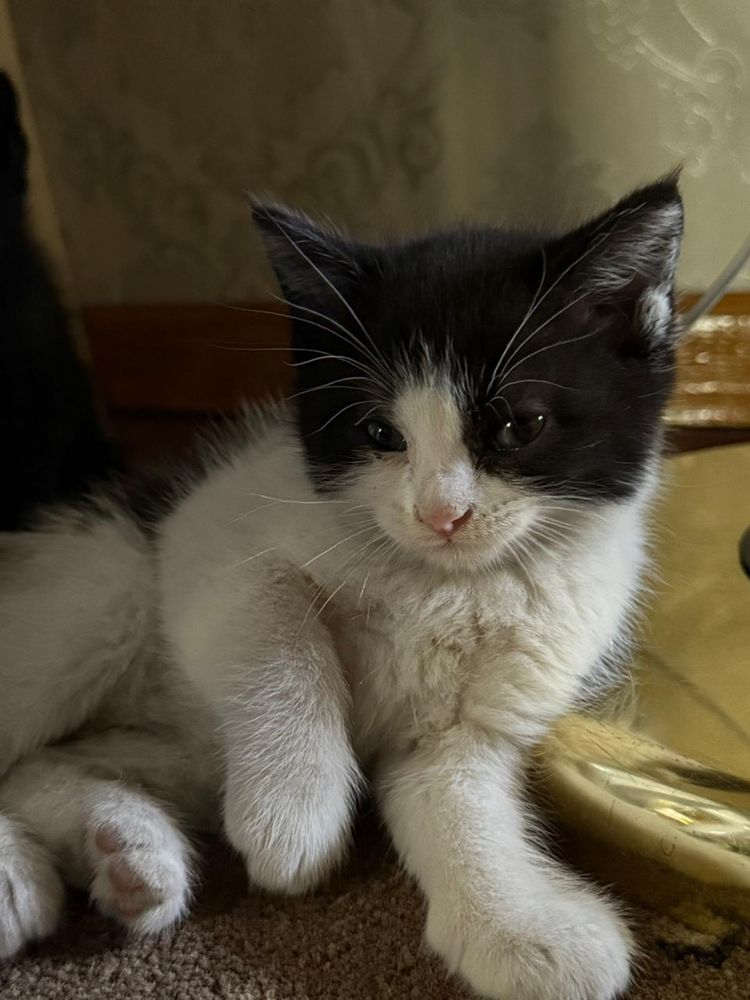 отдаю чистых домашних котят