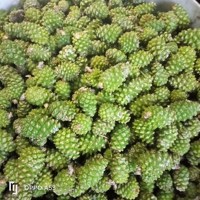 Шишкии продаются